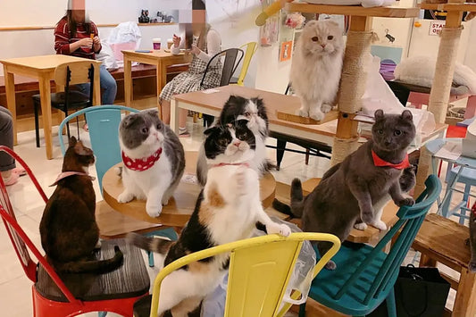 Why Visiting an Animal Café Is a Must-Do in Seoul