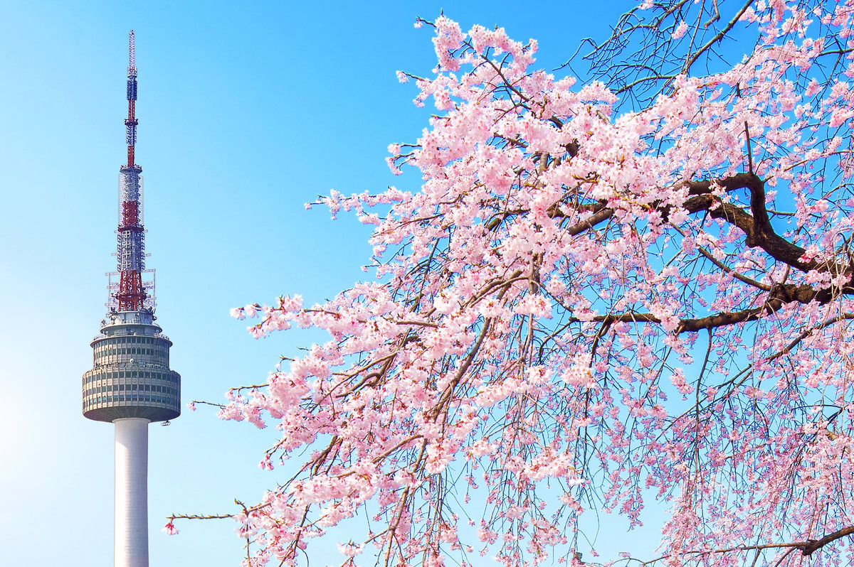 Picture of Seoul tower in the background with cherry blossom in the front