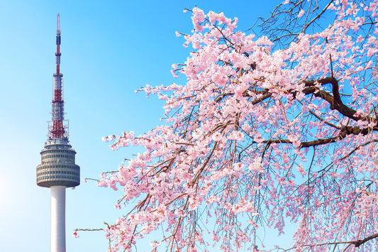 Picture of Seoul tower in the background with cherry blossom in the front